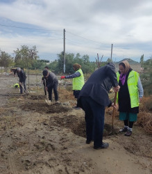 Mingəçevir şəhərində ağacəkmə aksiyası davam etdirilir.