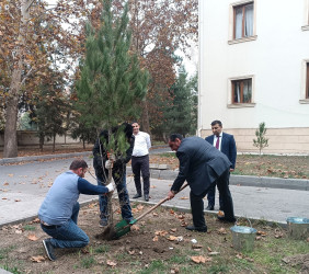 Mingəçevir şəhər Mərkəzi Xəstəxanasında yaşıllaşdırma aksiyası təşkil olunub