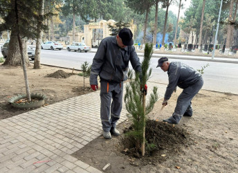 Oktyabrın 25 də Mingəçevir şəhərində ağacəkmə aksiyası davam etdirildi