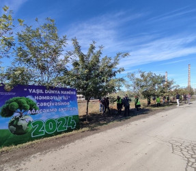 Oktyabr ayının 20-də Mingəçevir şəhərində ağacəkmə aksiyası davam etdirilib.