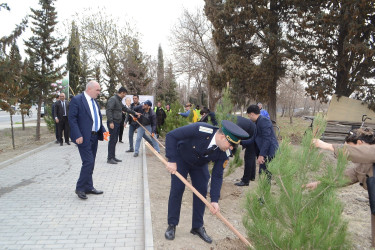 Mingəçevirdə ədliyyə işçiləri ağacəkmə aksiyası keçirib.