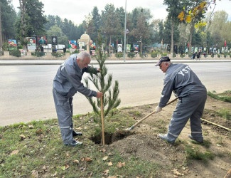 Oktyabrın 25 də Mingəçevir şəhərində ağacəkmə aksiyası davam etdirildi