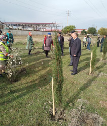 Oktyabrın 27 də Mingəçevir şəhərində ağacəkmə aksiyası davam etdirildi