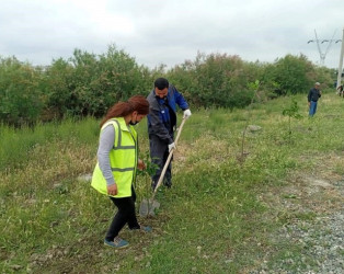 Mingəçevir şəhərində ağacəkmə aksiyası davam etdirilir.