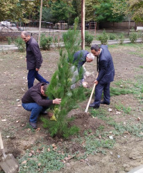 Oktyabr ayının 19-da Mingəçevirdə ağacəkmə aksiyası davam etdirilib.