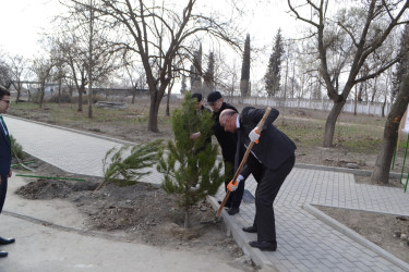 Mingəçevirdə Maliyyə Şöbəsinin işçiləri ağac əkmə aksiyası keçirib.