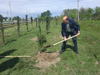 Mingəçevirdə “Şəhərsalma və Memarlıq İli” çərçivəsində ağacəkmə aksiyası keçirildi