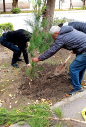 Oktyabrın 26 də Mingəçevir şəhərində ağacəkmə aksiyası davam etdirildi