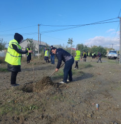 Oktyabr ayının 22-də Mingəçevir şəhərində ağacəkmə aksiyası davam etdirilib.