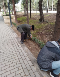 Oktyabr ayının 20-də Mingəçevir şəhərində ağacəkmə aksiyası davam etdirilib.