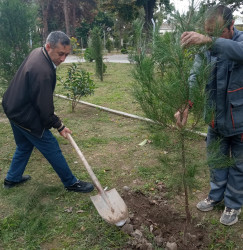 Oktyabrın 26 də Mingəçevir şəhərində ağacəkmə aksiyası davam etdirildi