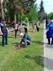 Mingəçevir şəhər İcra Hakimiyyətinin  "Konstitusiya və Suverenlik" ili ilə əlaqədar tərtib etdiyi Tədbirlər planına əsasən Yaşıllaşdırma və Sanitar Təmizlik İdarəsi ağac əkmə aksiyası keçirdi.