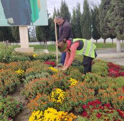 Oktyabrın 25 də Mingəçevir şəhərində ağacəkmə aksiyası davam etdirildi