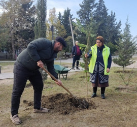 Oktyabr ayının 23-də Mingəçevir şəhərində ağacəkmə aksiyası davam etdirilib.