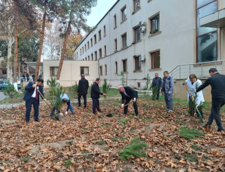 Mingəçevir şəhər Mərkəzi Xəstəxanasında yaşıllaşdırma aksiyası təşkil olunub