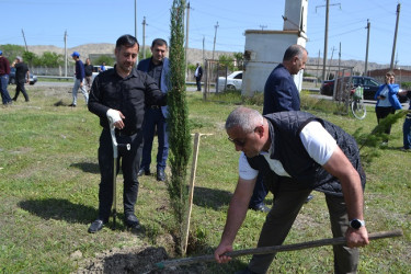 Aprelin 26-da Mingəçevir şəhər İcra Hakimiyyətinin  təşkilatçılığı ilə “Konstitusiya və Suverenlik ili” münasibəti ilə ağacəkmə aksiyası keçirilib.