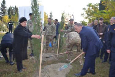 8 Noyabr Zəfər Günü münasibəti ilə Mingəçevir şəhər İcra Hakimiyyətinin təşkilatçılığı ilə sislsilə tədbirlər keçirilib..İlk olaraq "Zəfər parkı" ziyarət olundu. Ağac əkildi.