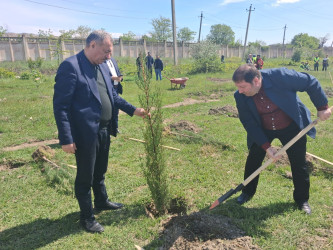 Mingəçevirdə “Şəhərsalma və Memarlıq İli” çərçivəsində ağacəkmə aksiyası keçirildi