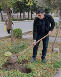 Oktyabrın 26 də Mingəçevir şəhərində ağacəkmə aksiyası davam etdirildi