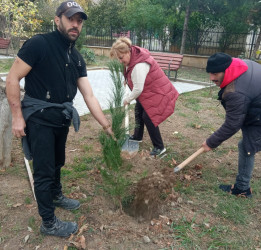 Oktyabrın 26 də Mingəçevir şəhərində ağacəkmə aksiyası davam etdirildi