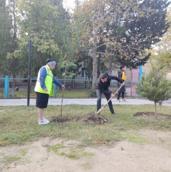 Oktyabr ayının 23-də Mingəçevir şəhərində ağacəkmə aksiyası davam etdirilib.