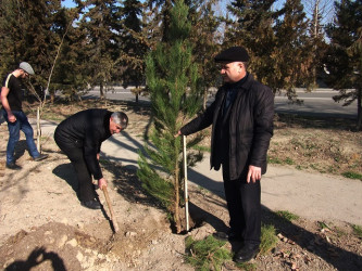 Mingəçevirdə növbəti ağacəkmə aksiyası keçirilib.