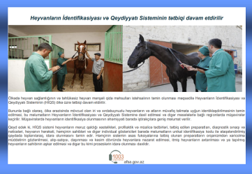 Mingəçevirdə heyvanların identifikasiyası ilə bağlı maarifləndirici görüşlər keçirilib.