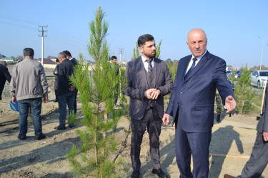 Şəhidlərin xatirəsinə ağacəkmə aksiyası keçirilib