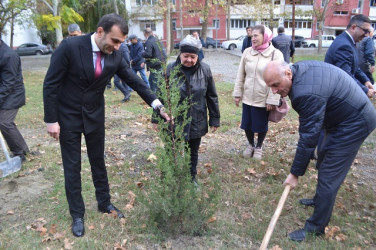 YAP Mingəçevir şəhər təşkilatı ağacəkmə aksiyası keçirib.