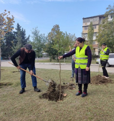 Oktyabr ayının 23-də Mingəçevir şəhərində ağacəkmə aksiyası davam etdirilib.