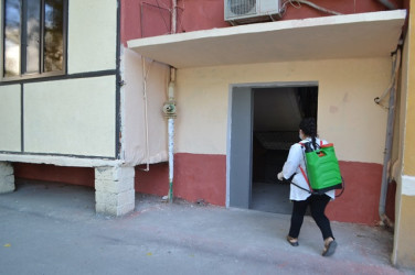 Mingəçevirdə ilanlar əlehinə dərmanlama işləri aparılıb