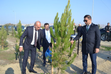 Şəhidlərin xatirəsinə ağacəkmə aksiyası keçirilib