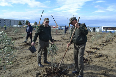 Oktyabr ayının 19-da Mingəçevirdə ağacəkmə aksiyası davam etdirilib.