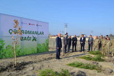 Şəhidlərin xatirəsinə ağacəkmə aksiyası keçirilib