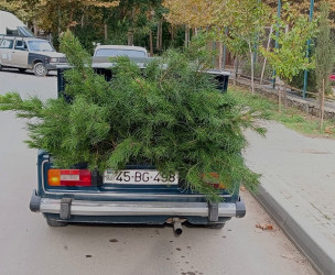 Oktyabrın 26 də Mingəçevir şəhərində ağacəkmə aksiyası davam etdirildi