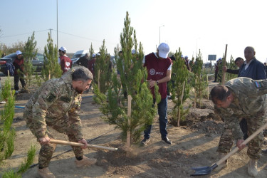 Şəhidlərin xatirəsinə ağacəkmə aksiyası keçirilib