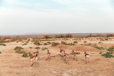 Leyla Əliyeva Mingəçevirdə ekoloji aksiyalarda iştirak edib
