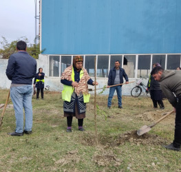 Oktyabrın 27 də Mingəçevir şəhərində ağacəkmə aksiyası davam etdirildi