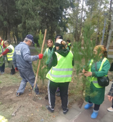 Oktyabr ayının 19-da Mingəçevirdə ağacəkmə aksiyası davam etdirilib.