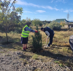 Oktyabr ayının 20-də Mingəçevir şəhərində ağacəkmə aksiyası davam etdirilib.