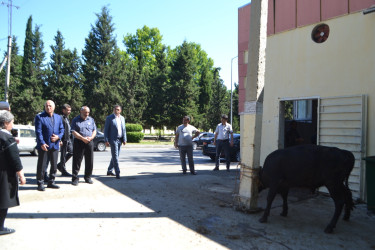 Mingəçevirdə Qurban Bayramı münasibəti ilə tədbir keçirilib