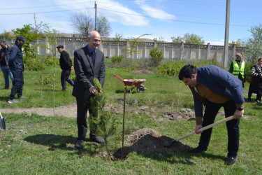 Mingəçevirdə “Şəhərsalma və Memarlıq İli” çərçivəsində ağacəkmə aksiyası keçirildi