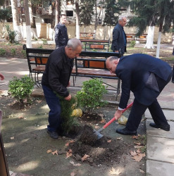 Oktyabr ayının 23-də Mingəçevir şəhərində ağacəkmə aksiyası davam etdirilib.