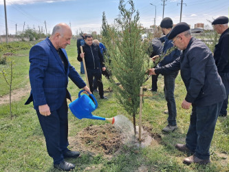 Mingəçevirdə “Şəhərsalma və Memarlıq İli” çərçivəsində ağacəkmə aksiyası keçirildi