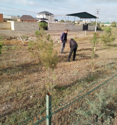 Oktyabr ayının 20-də Mingəçevir şəhərində ağacəkmə aksiyası davam etdirilib.