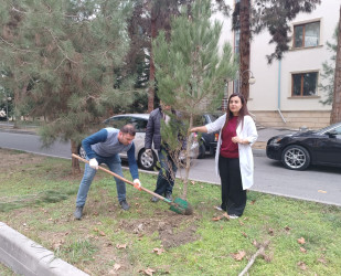 Mingəçevir şəhər Mərkəzi Xəstəxanasında yaşıllaşdırma aksiyası təşkil olunub