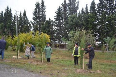 Oktyabr ayının 18-də Mingəçevirdə ağacəkmə aksiyası keçirilib