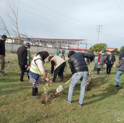 Oktyabrın 27 də Mingəçevir şəhərində ağacəkmə aksiyası davam etdirildi