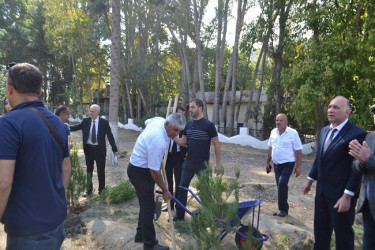 Mingəçevir şəhərində 27 sentyabr Anım günü münasibəti ilə şəhidlərin xatirəsinə ehtiram əlaməti olaraq ağacəkmə aksiyası keçirilmişdir.