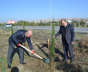 Oktyabrın 24 də Mingəçevir şəhərində ağacəkmə aksiyası davam etdirilib